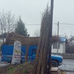 نهال فروشی صنوبر صادق نجفی