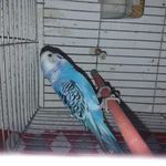 پرورش دهنده و فروشنده طوطی سانان • مقدم