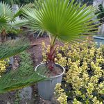 تولیدی گل وگیاه ناندینا