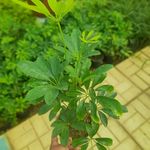 گل وگیاه قاصدک