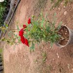 گل و گیاه جعفری