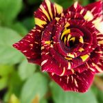 مجتمع تولید گل و گیاه نازگل