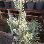 گل فروشی آندیا (شعبه دو)