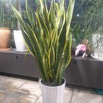 گل فروشی آندیا (شعبه دو)