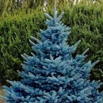 گل فروشی آندیا (شعبه دو)