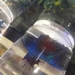 آکواریوم ساحل