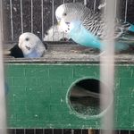 پرنده فروشی چیکو