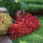 باغبانی و فضای سبز نماسازان