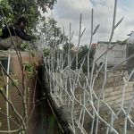 تولیدی شاخ گوزنی شاکری