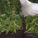 پخت روزانه سبزی قورمه