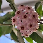 مجموعه گلخانه محلات اریکا