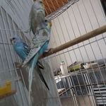 پرورش دهنده و فروشنده طوطی سانان • مقدم