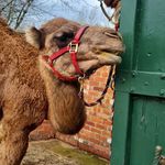 گوشت شتر تهران (فیروزآبادی)