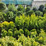 خدمات باغبانی گلکاری محمدی