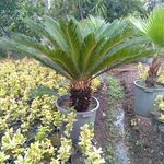 تولیدی گل وگیاه ناندینا