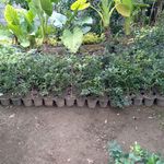 تولیدی گل وگیاه ناندینا