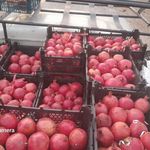 میوه فروشی دای عباس