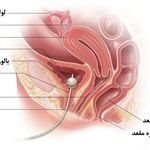 فرشتگان احیاء سلامت پاسارگاد