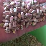 تامین کشمش وپسته در خراسان رضوی