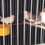 پرنده فروشی چیکو