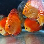 آکواریوم آوای اقیانوس