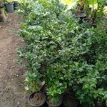 تولیدی گل وگیاه ناندینا