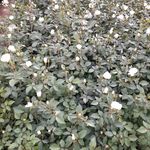 گل و گیاه جعفری