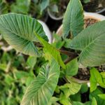 مجموعه گلخانه محلات اریکا