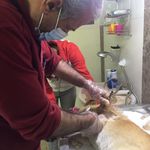 دامپزشکی دکتر صادقی