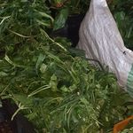 پخت روزانه سبزی قورمه