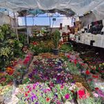 خدمات باغبانی گلکاری محمدی