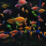 آکواریوم آوای اقیانوس