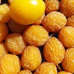 محصولات ارگانیک و محلی آویشه