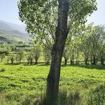 اقامتگاه بومگردی مروارید گلک