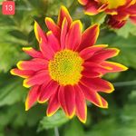 نشاء خانه انواع گل شاخه بریده