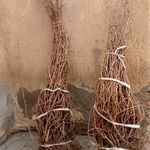 نهالستان برزگر