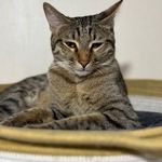 کلینیک دامپزشکی و پت شاپ آسو