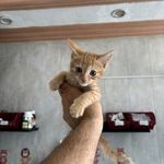 پانسیون تخصصی گربه لونا در بام لند چیتگر