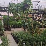 گل فروشی گلخانه جنگل استوایی دیان