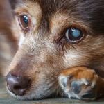 کلینیک دامپزشکی پوست و  چشم دکتر دبیری