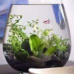 تراریوم پردیس