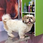 کلینیک دامپزشکی و پت شاپ آسو