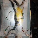 کلینیک دامپزشکی پاندورا