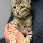 کلینیک دامپزشکی و پت شاپ بِل