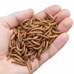 خوراک پرندگان میلورم برند پرشین میلورم