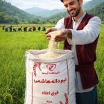 پخش برنج درین کشت
