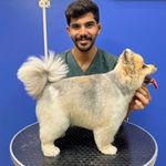 خدمات آرایشگری حیوانات خانگی عرب حلوایی