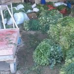 سبزی فروشی مهدی آذرنگان