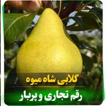 نهالستان آرش محمدپور