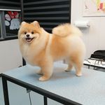 آرایشگاه حیوانات خانگی ادریس پت گرومینگ